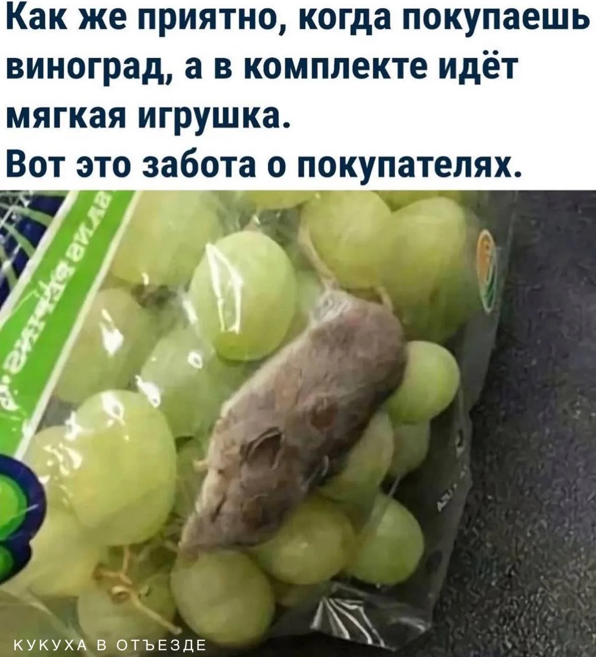 Кукуха в отъезде 🐦