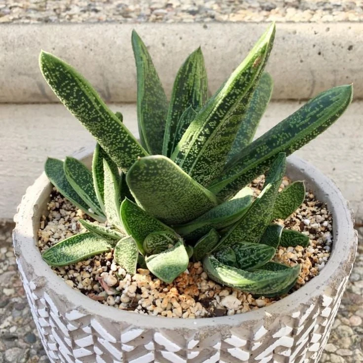 ГАСТЕРИЯ 🌵