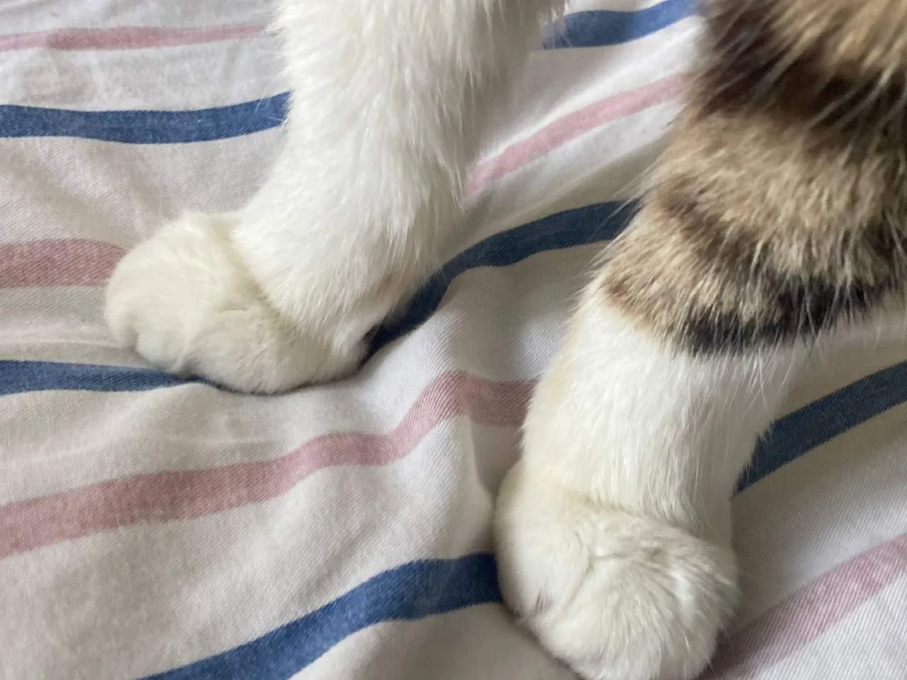 🐾 Хвостатые погорельцы благополучно выбрались из дома на Авиаконструкторов

Во время пожара в Примо