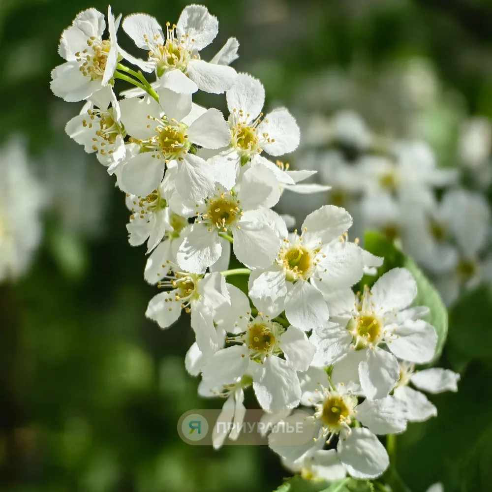 🌸 В Приуралье черёмуха цветёт без обещанного холода
 
В Аксарке расцвела черёмуха — весна официальн