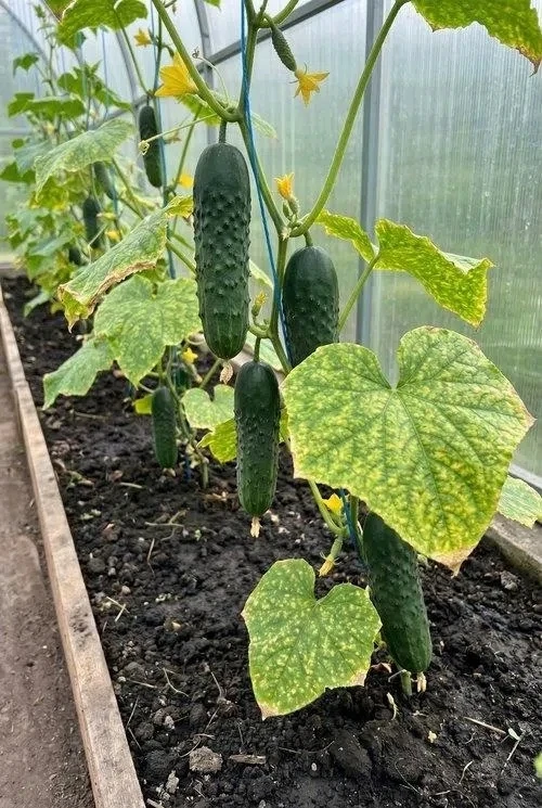 🥒 ЖЕЛТЕЮТ ЛИСТЬЯ У ОГУРЦОВ? Как быстро спасти плети и не совершить опасных ошибок

Каждый сезон в д
