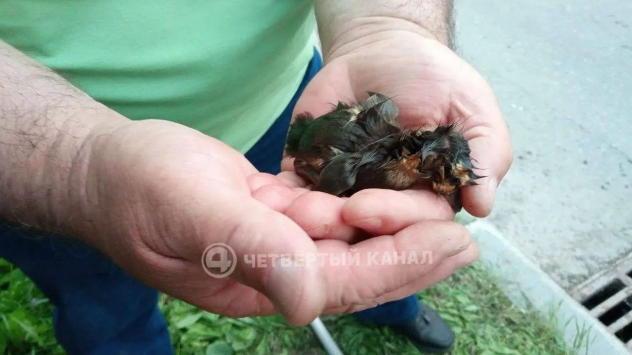 В Екатеринбурге спасли утиную семью