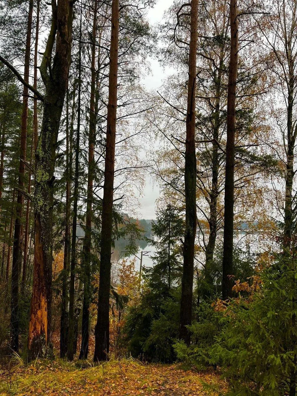 🌲 В Токсово находится панорамная экотропа «Еловые холмы» — живописный маршрут длиной о...