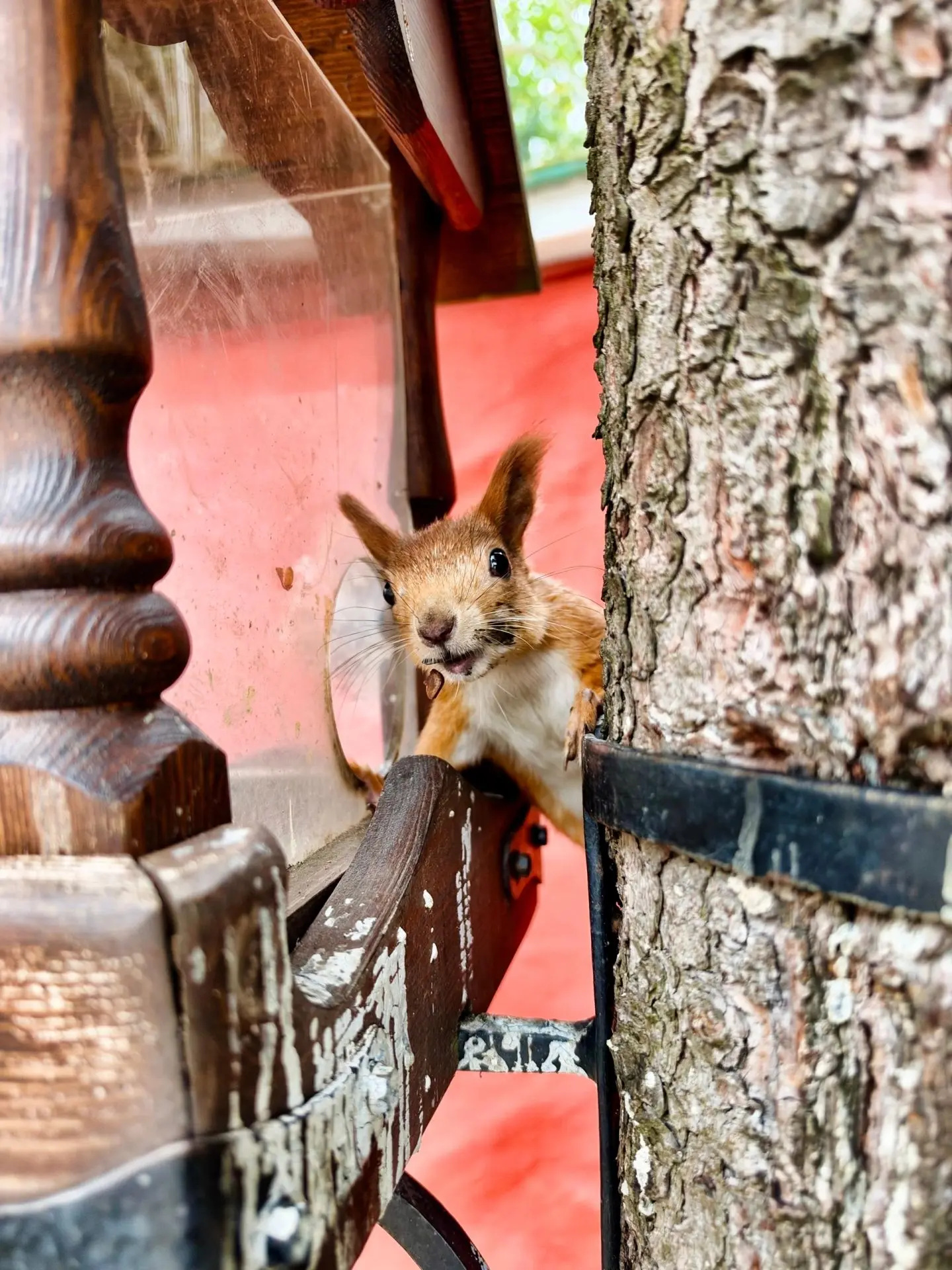 📸 Пушистая насельница в объективе Надежды Одинаевой 🐿️