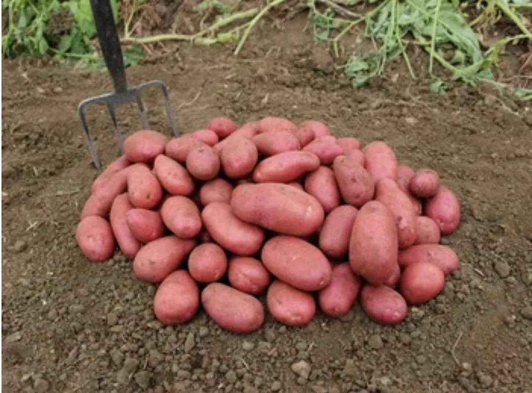 🥔Картофель Ред Скарлет,  сетка 2,5 кг Цена 400 руб