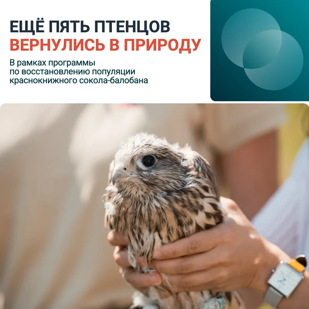 Пять соколят и целое небо впереди!

Уже четвёртый год в Татарстане мы продолжаем программу по восста