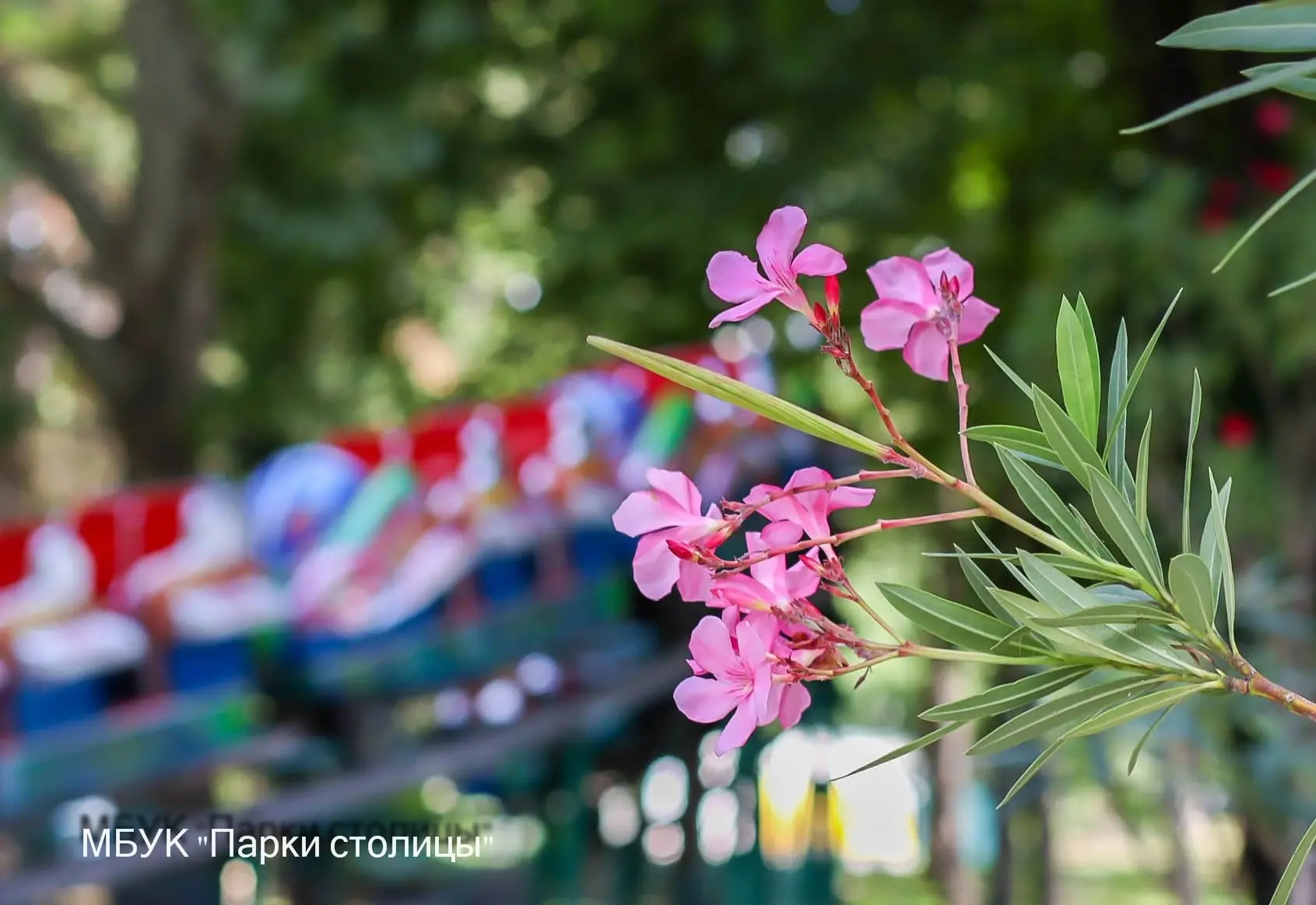 🌸🌿 В Детском парке – время цветения олеандров. Южные кустарники радуют посетителей яр...