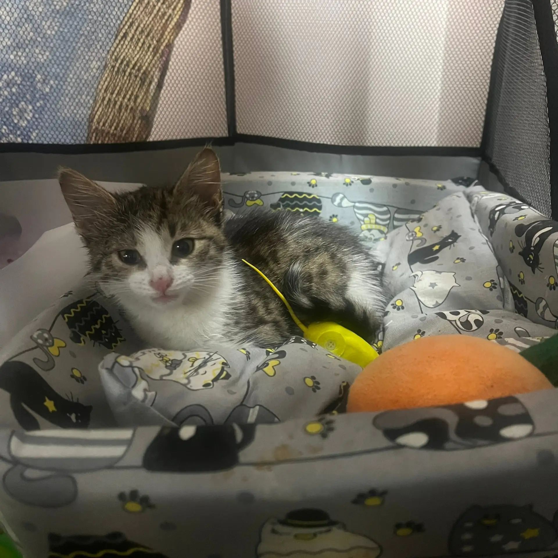 Котенок девочка живет в тесном манеже, совсем одна без внимания круглосуточно на предпр...