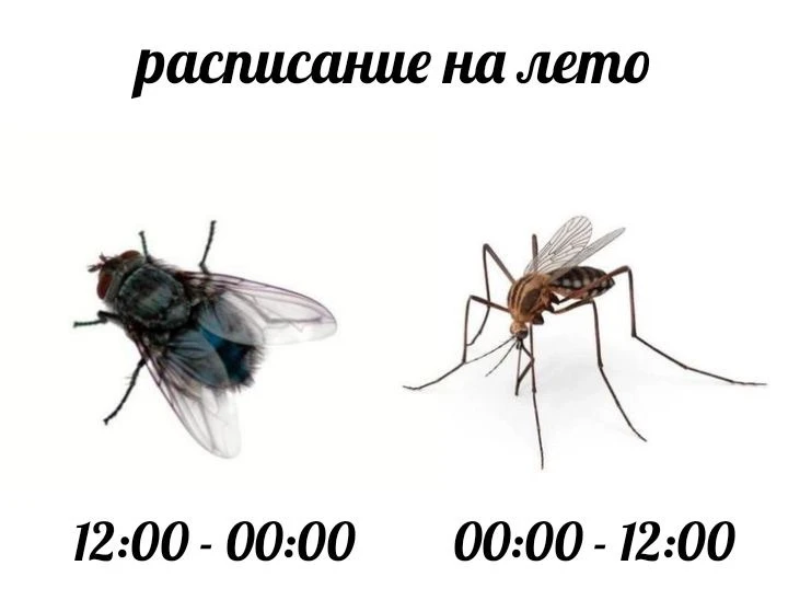 🦟 Москвичей предупредили о «комариной буре» в конце июля.