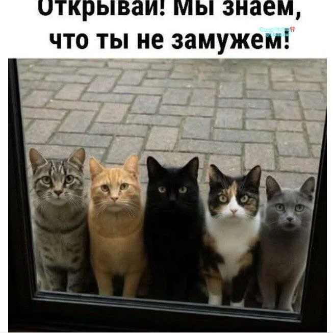 Ты одинокая безкотная Наташа? Тогда мы идём к тебе 😽😽😽😽