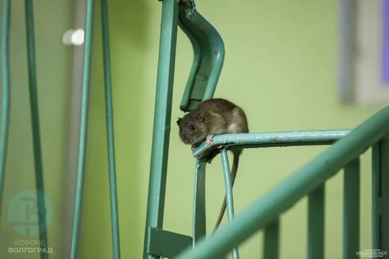 🐀 Как у себя дома: на Одоевского, 52 вторую неделю борются с крысами