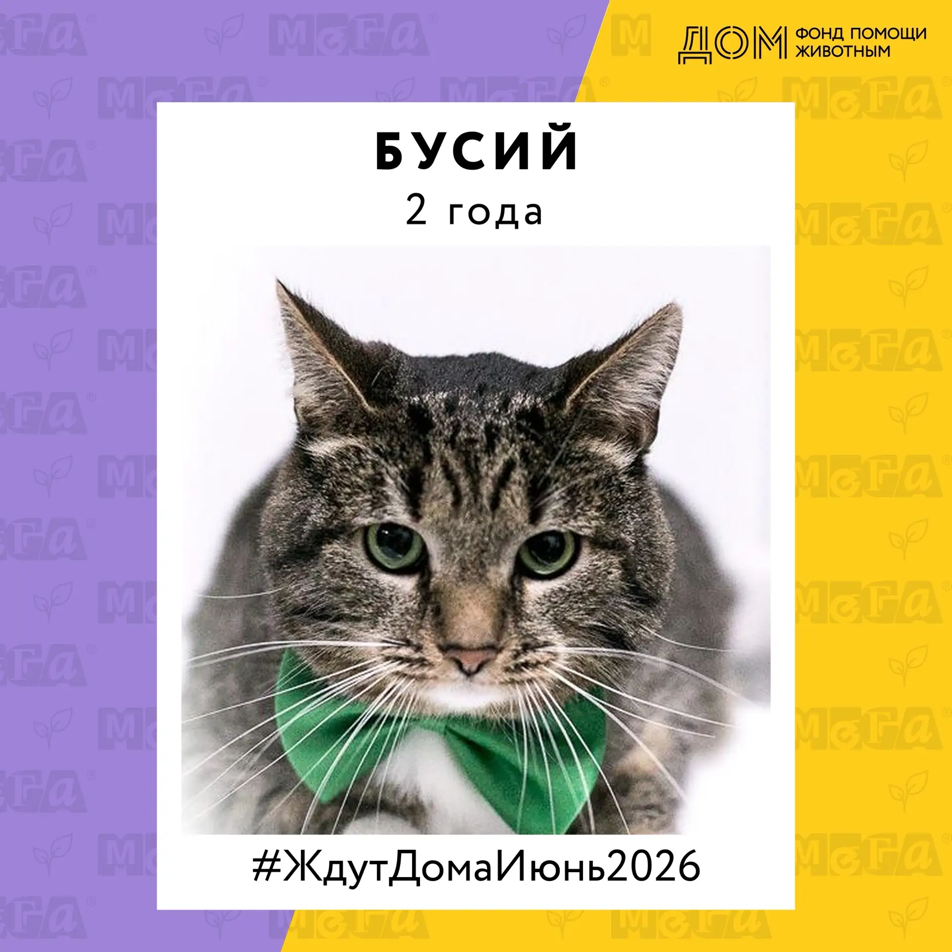 🐾 Котики со смешными именами — и абсолютно серьёзными планами на жизнь: найти свой дом! 😄

Знакомь