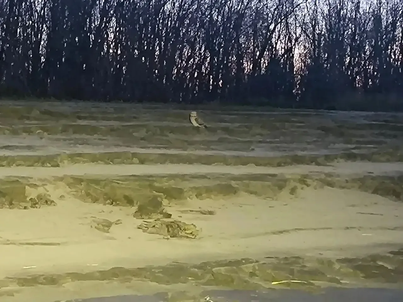 🦉 «Сидит такая, смотрит...» 👀