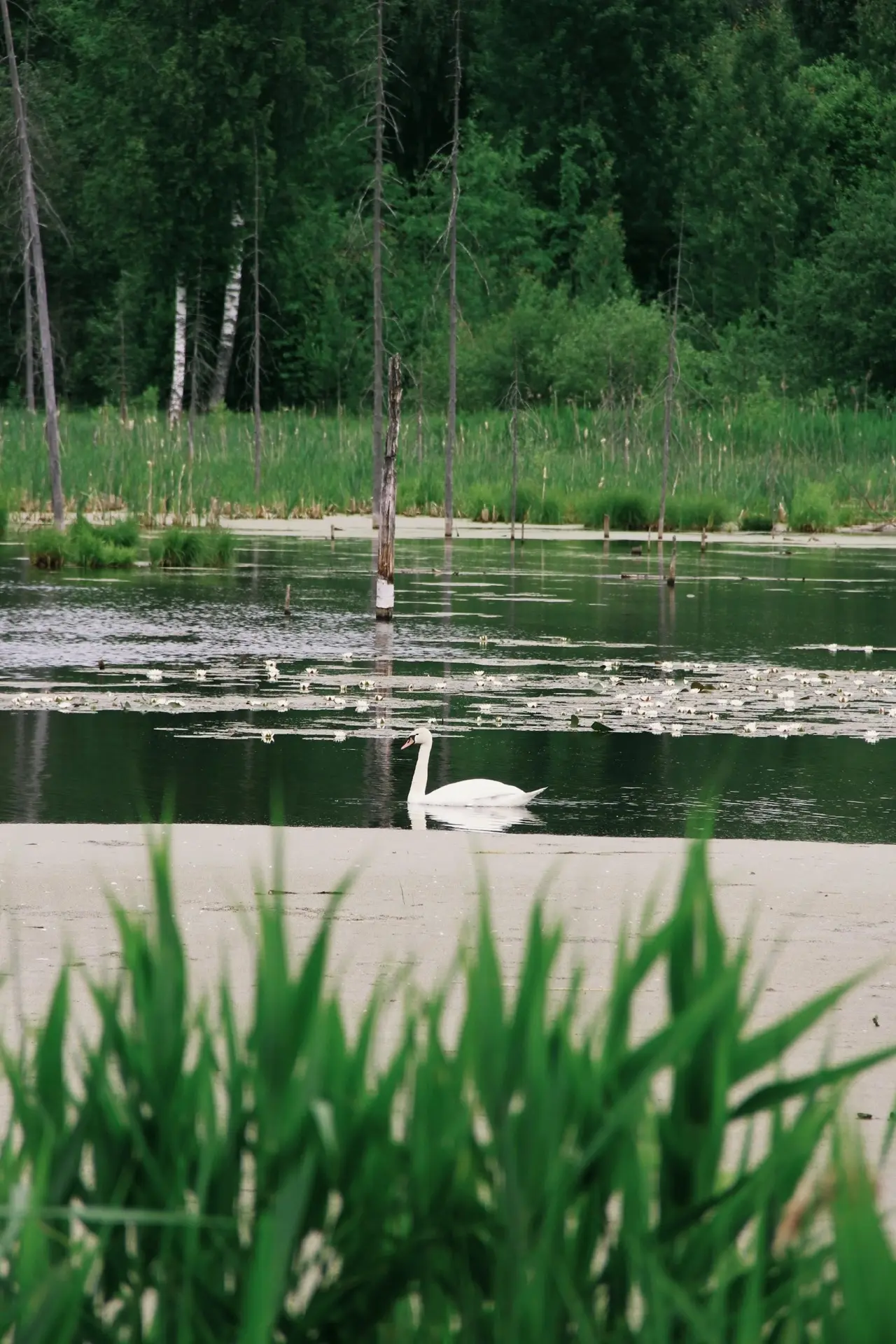 Окрестности Воткинска🦢😍
📷Оля Латышева
