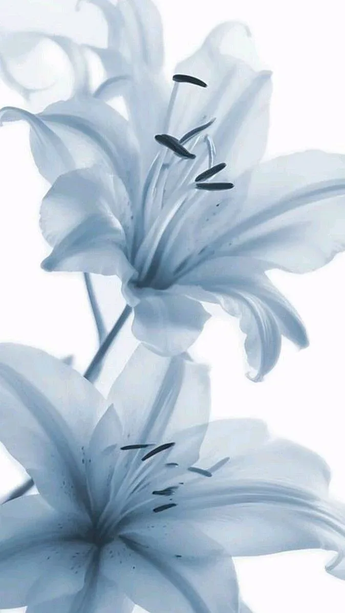 Оформление телефона в стиле blue flower aesthetic 🩵💠

Обои+виджеты+цвет приложений

❤️ — нравится
