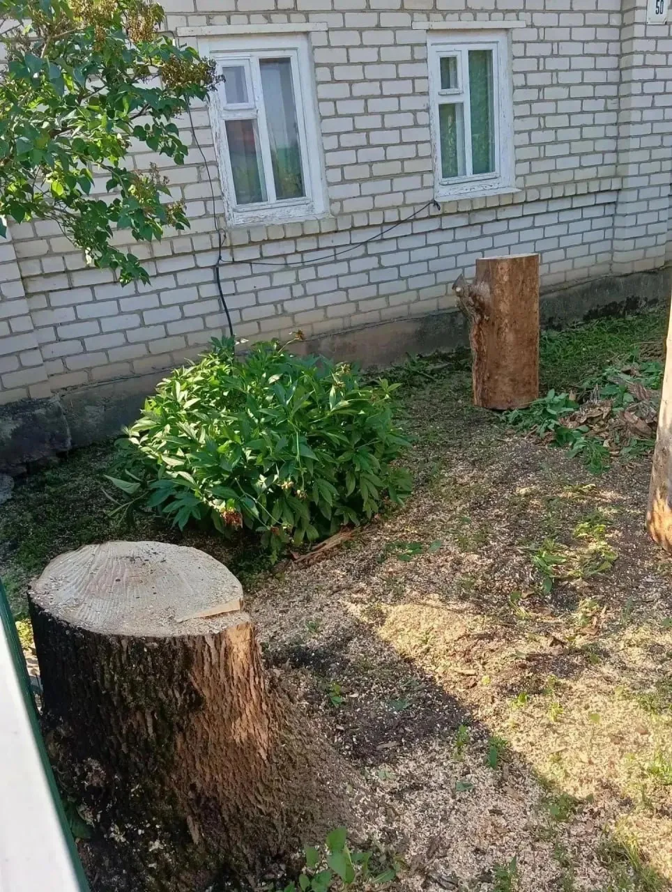 Аварийное дерево у школы в Липецкой области спилили после обращения жителей