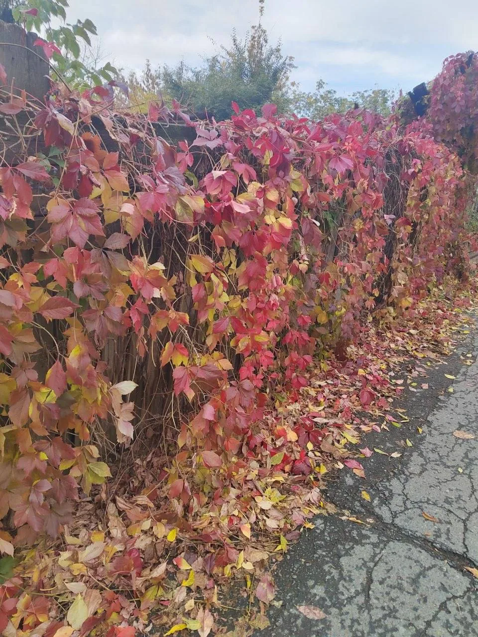 🍂 Осень в Кургане.