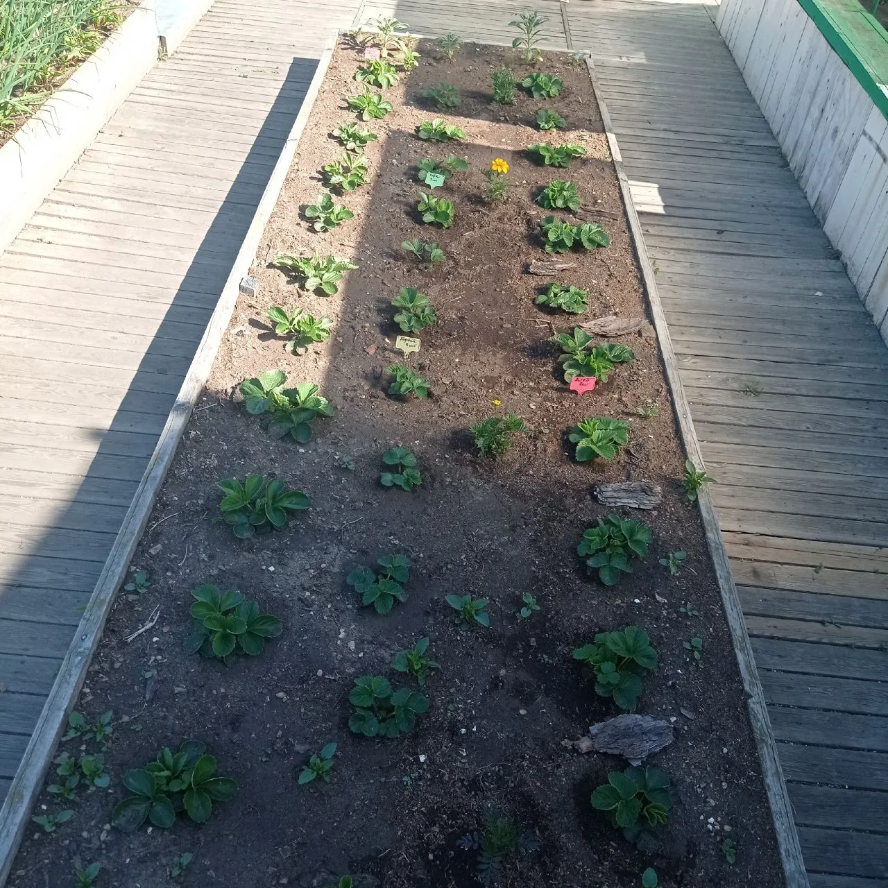 🍓Семена клубники 🍓

На днях выложу список сортов клубники, семена которые будут в наличии. 

Да, в