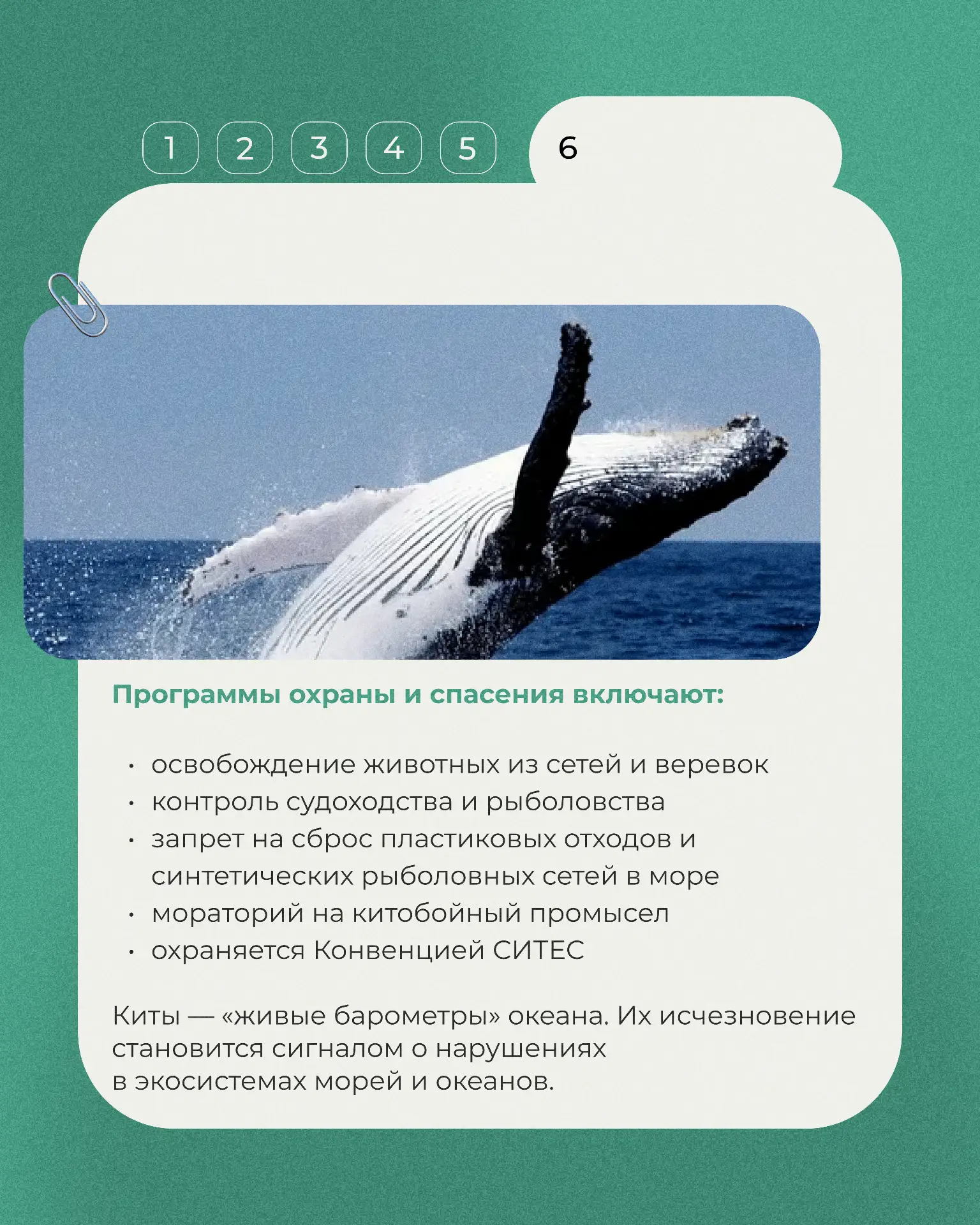 Сегодня в рубрике «Животные Красной книги» горбатый кит - величественный обитатель Баренцева моря, и