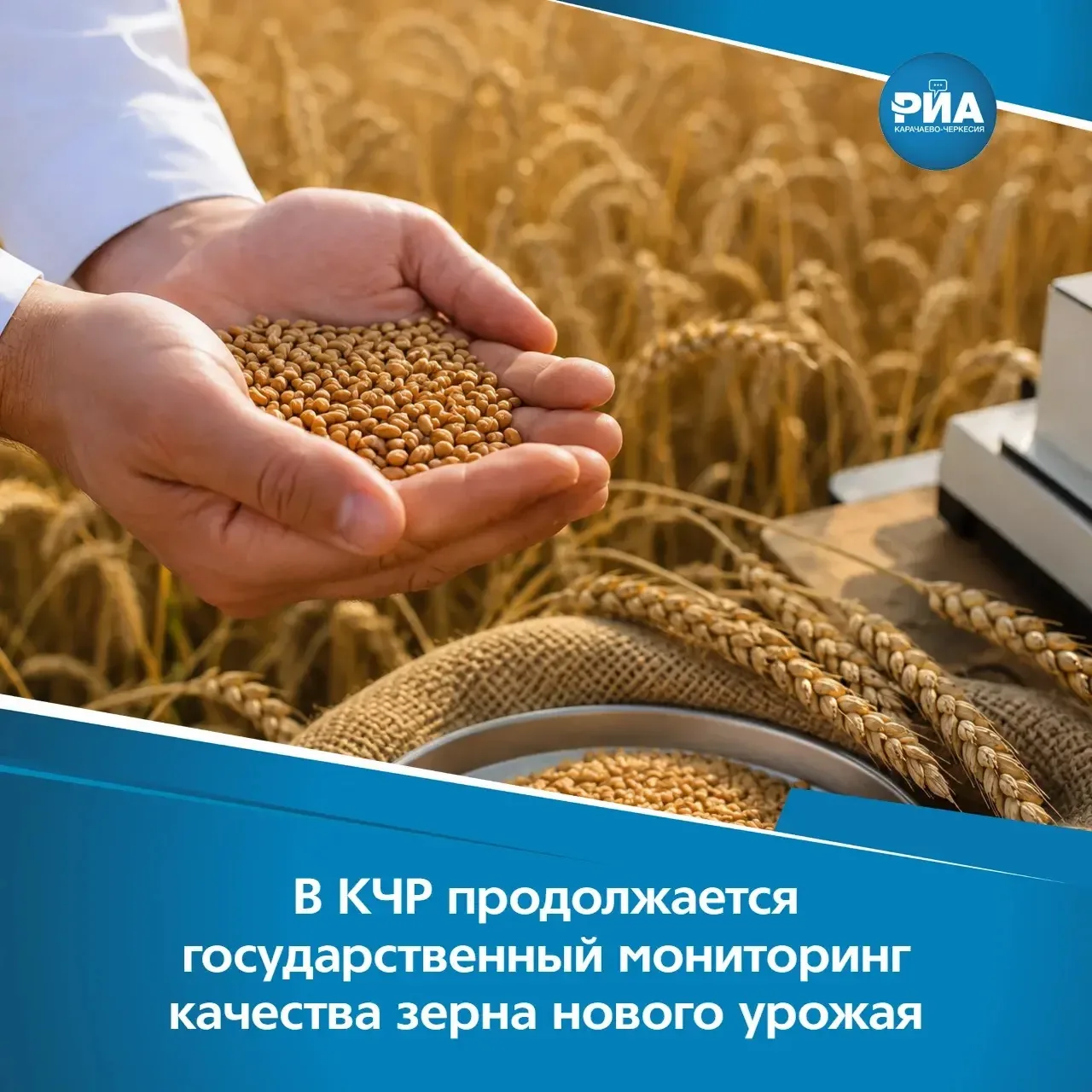 В КЧР проверили качество 54 тыс. тонн пшеницы нового урожая
