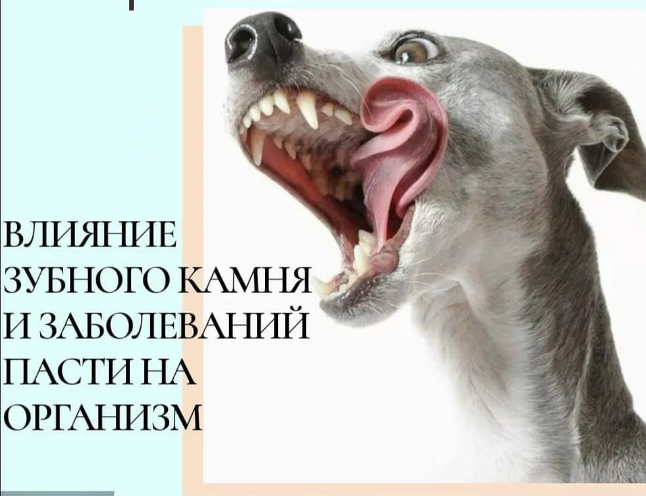 🦷 Зубной камень у собак