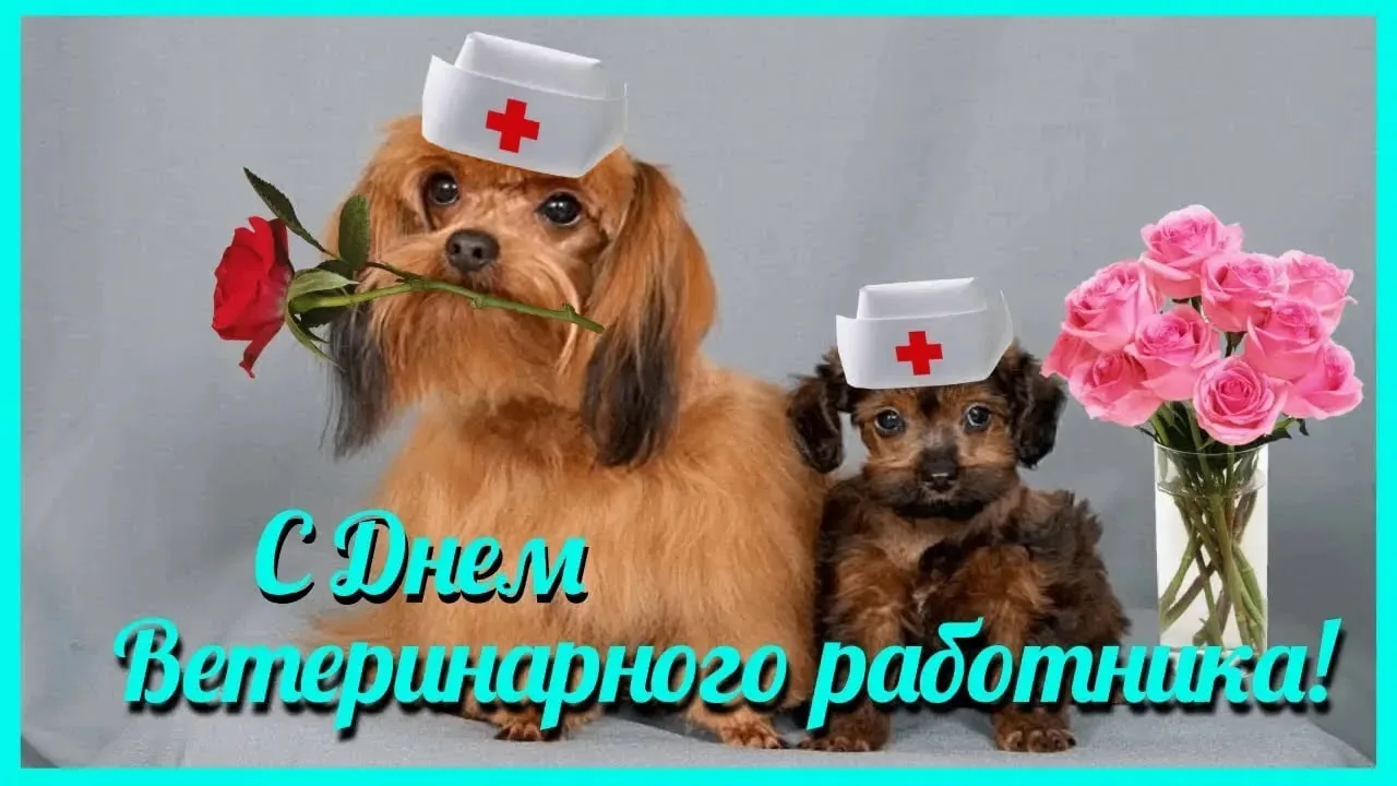 31 августа - День ветеринара в РОССИИ