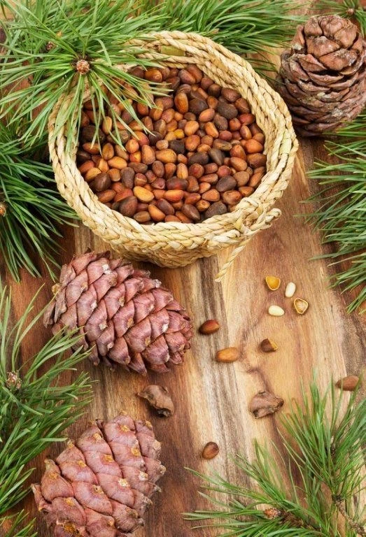 🌲 Сезон сбора кедровых шишек в Югре открыт!