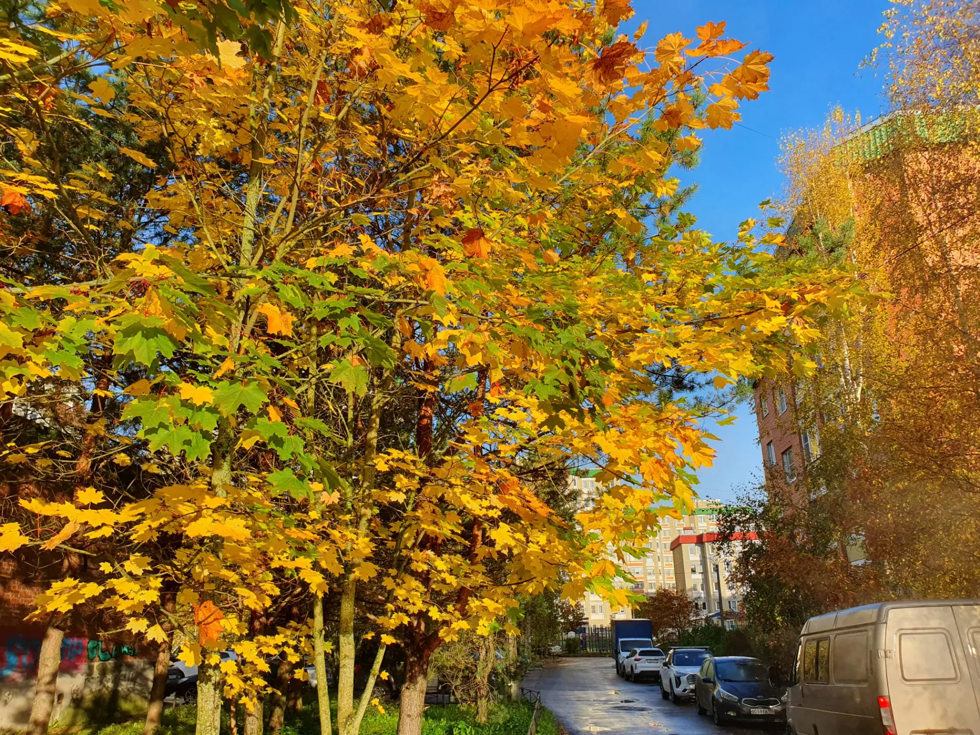 Доброе утро,  Сертолово 🍁