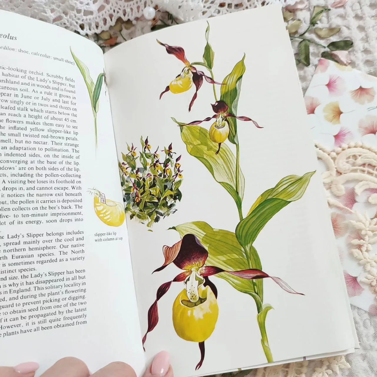 В этой книжке представлены  дикие орхидеи северной части Европы - хрупкие и нежные.