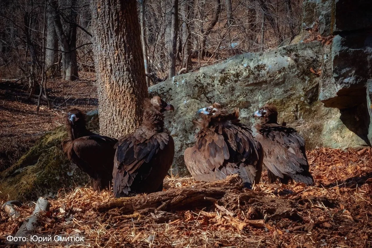 Пакуем чемоданы, ребята, отпуск закончился! 🦅  Лето, солнце, жара — сказка, но не для чёрных грифов.