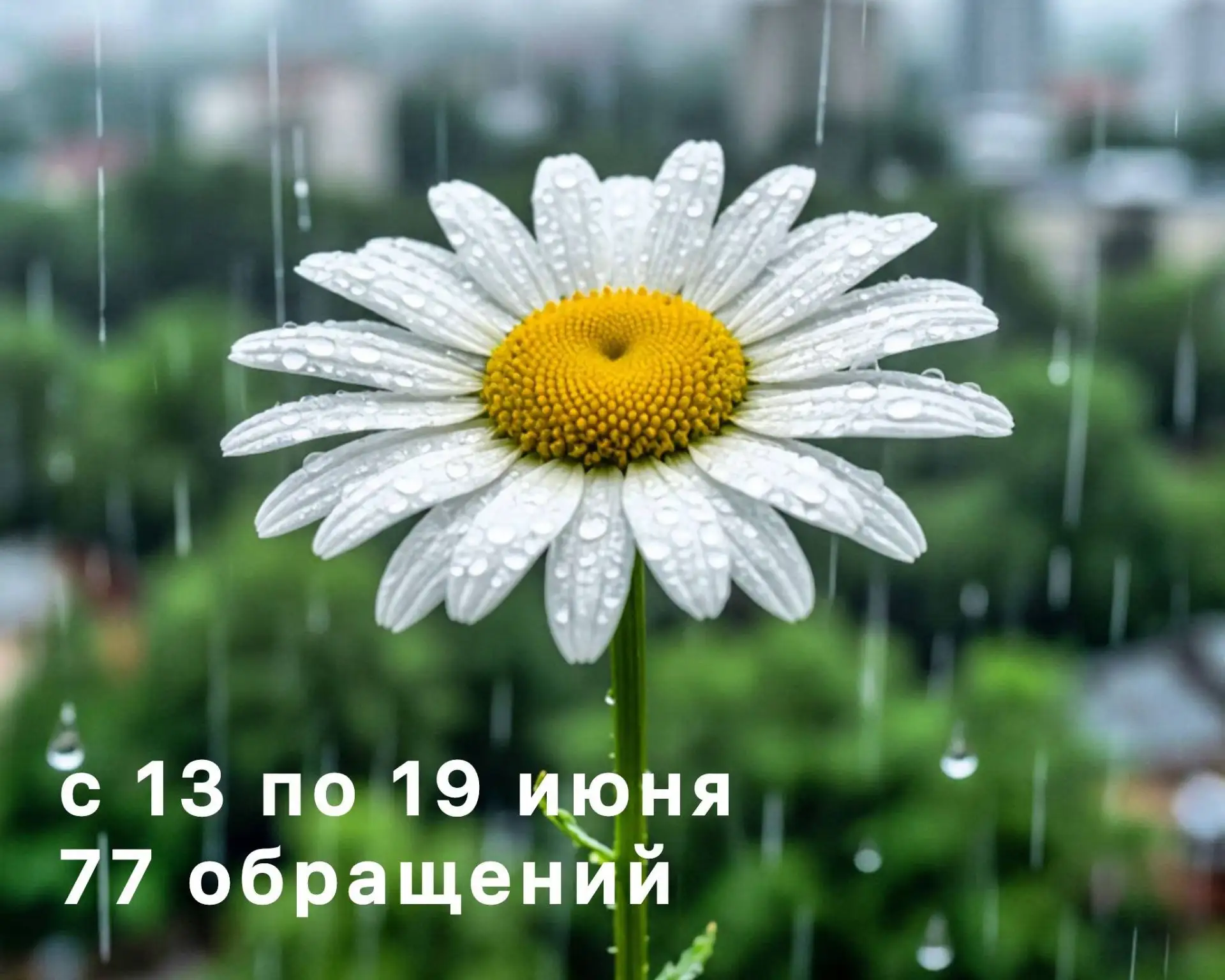 Добрый вечер, дорогие лениногорцы. Публикую очередной дайджест по работе нашего чат-бота «Ромашка» �