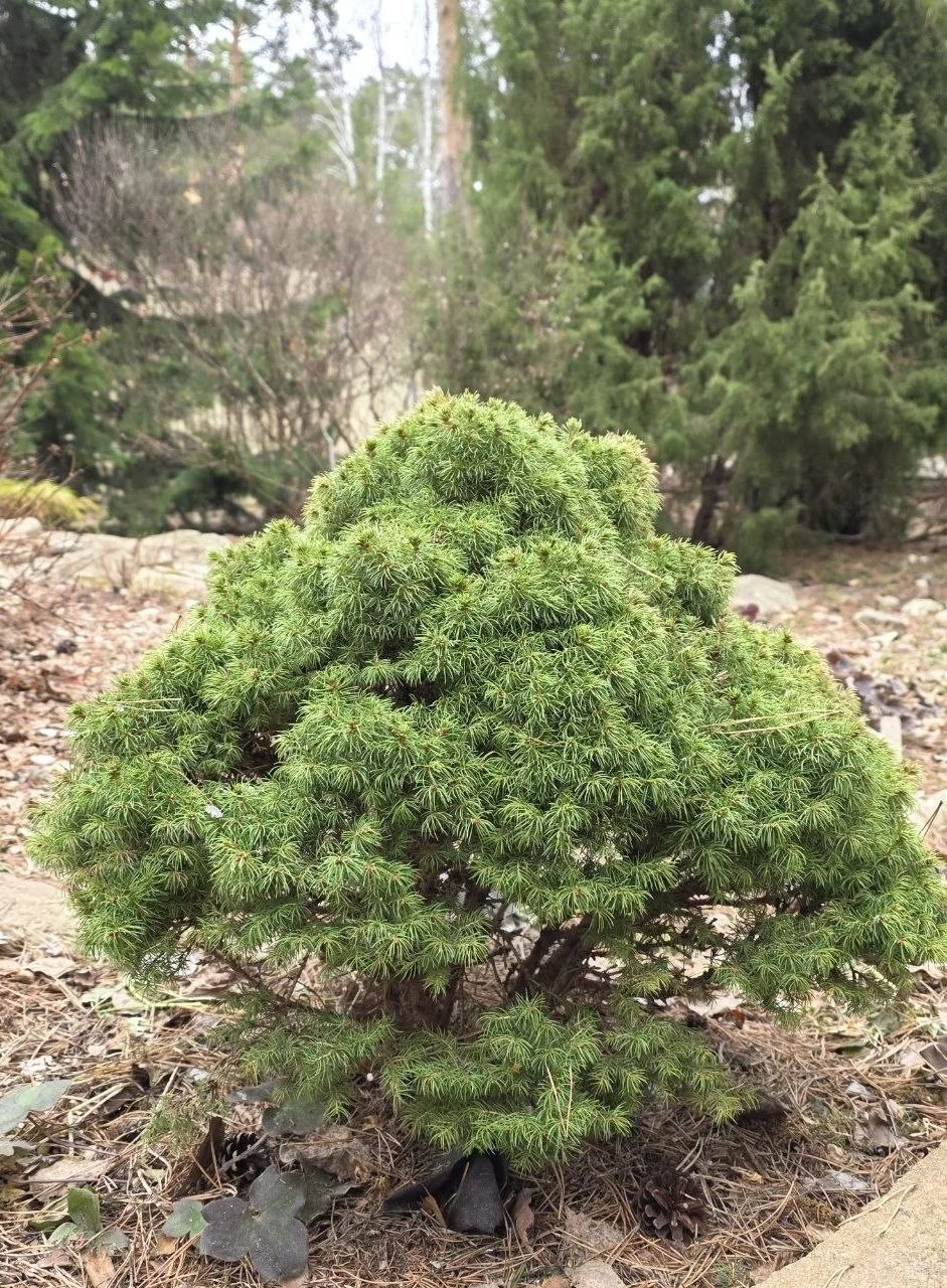 Picea glauca 'Alberta Globe'