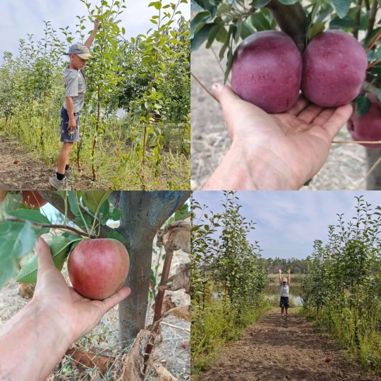 Свежие яблоки 100р.за кг .
