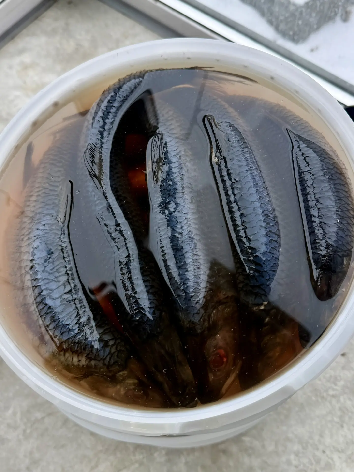 Свежее поступление в «Первый Ягодный»  🔥🔥  🐟 Сельдь олюторская с/с — 490₽/кг  Свежая, ароматная, сла