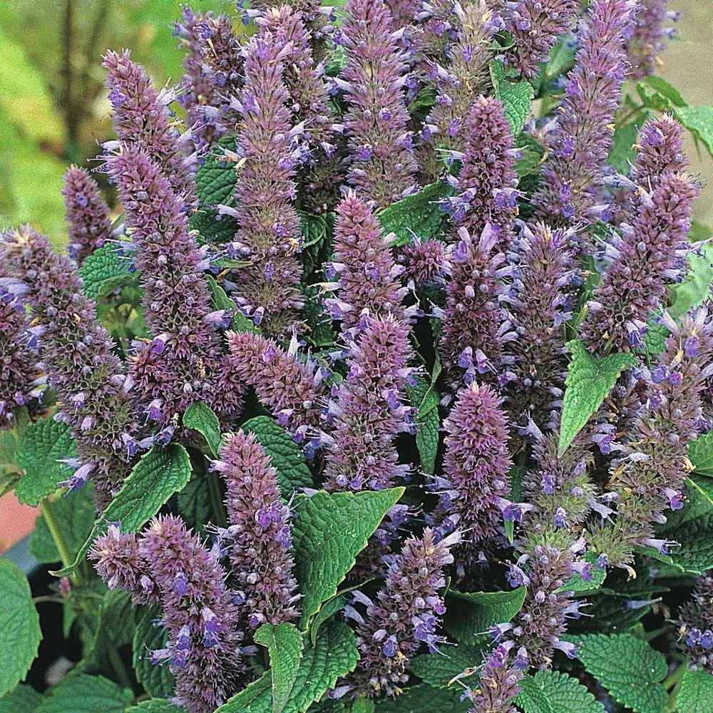 ЛОФАНТ
🌿 Лофант анисовый - это растение, которое способно выводить радионуклиды из организма челове