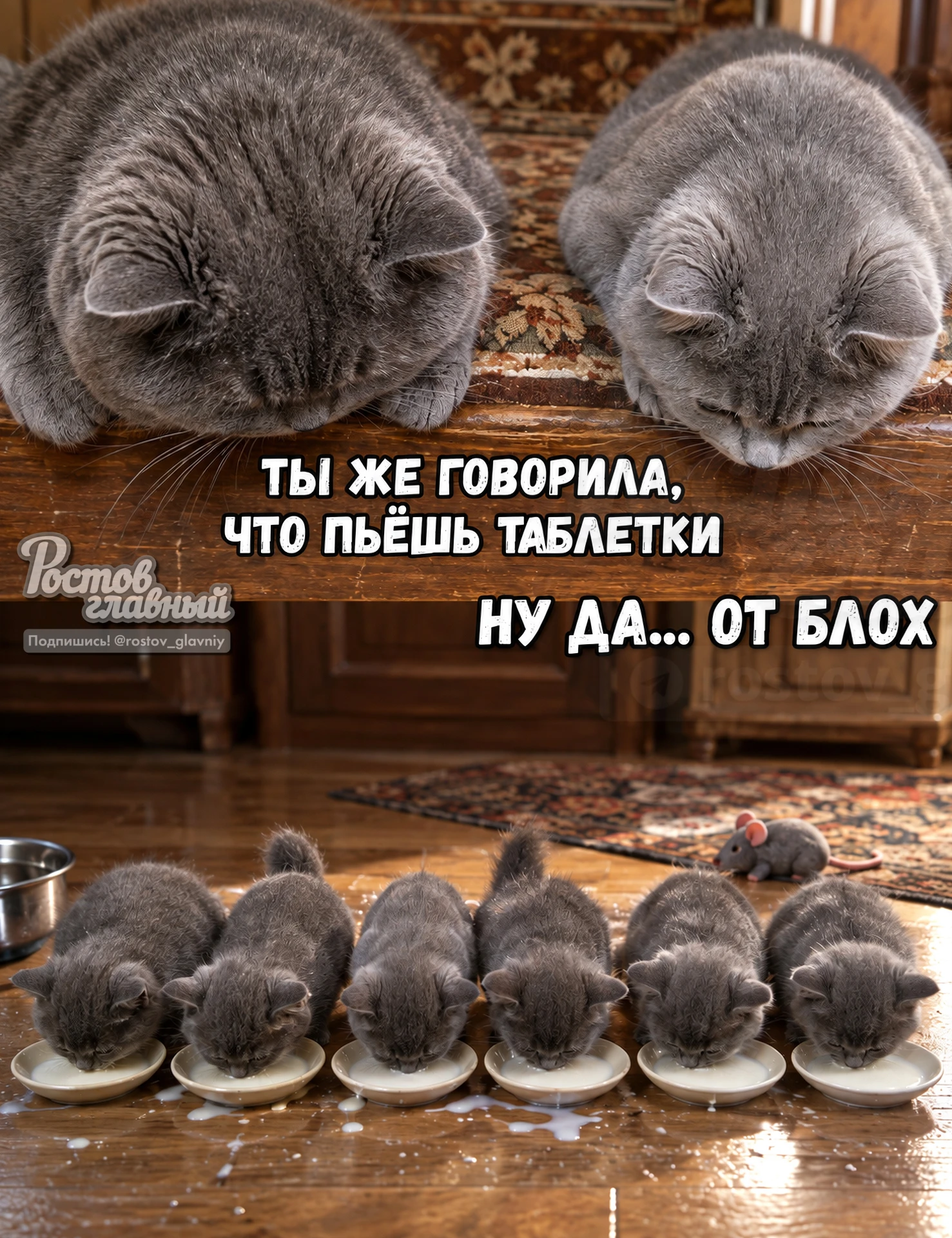 Котики 😻