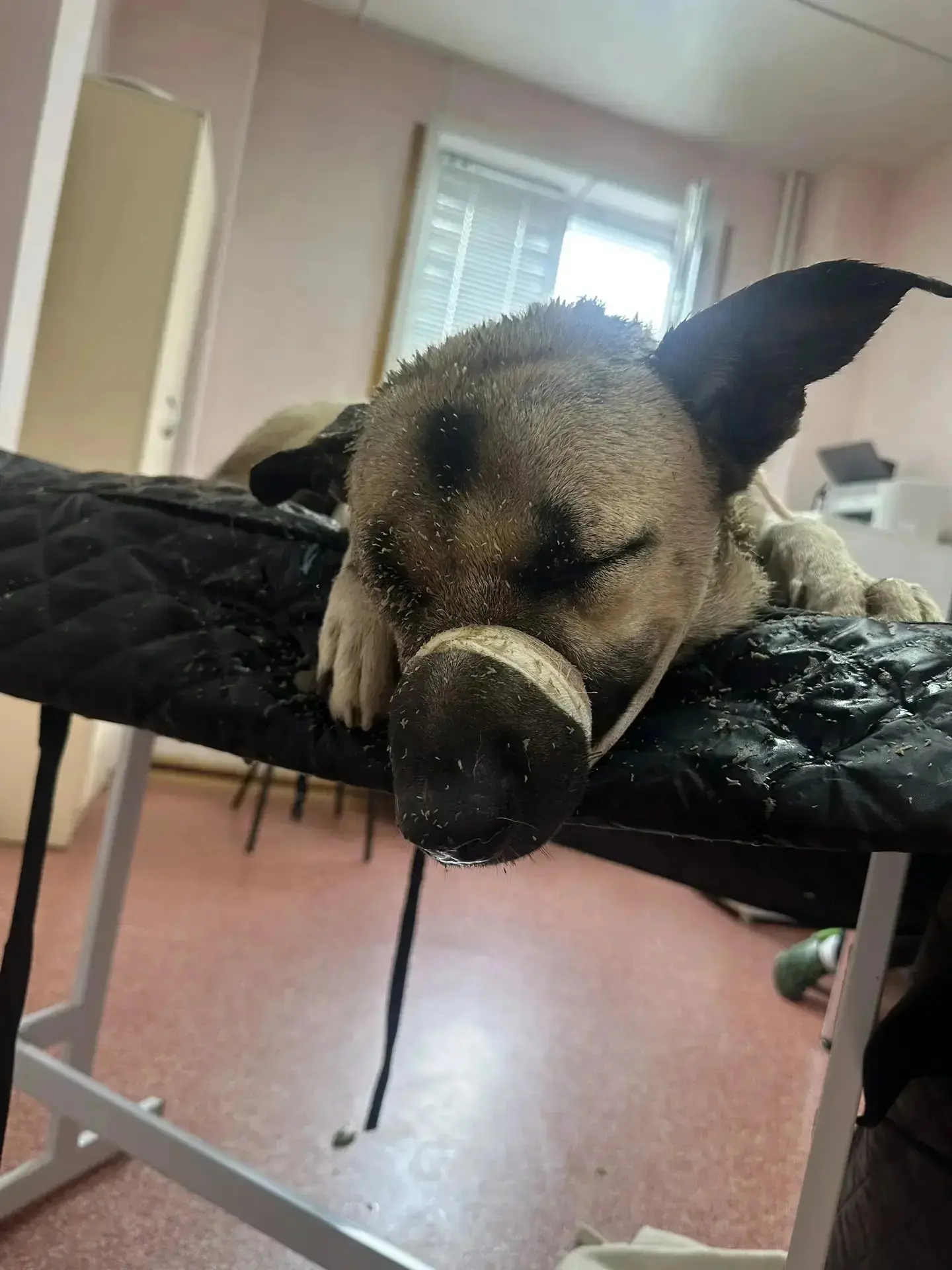 Здравствуйте. Сегодня произошел вопиющий случай😭 утром , в районе ТЦ Москва в центральной части, к 