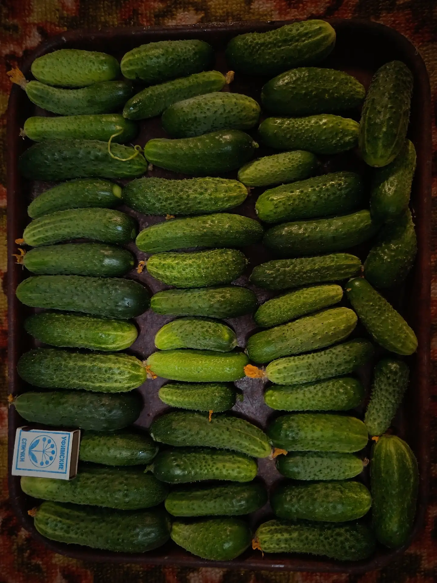 Огурцы- только собраны, продам, 5 кг -600 руб в одни руки