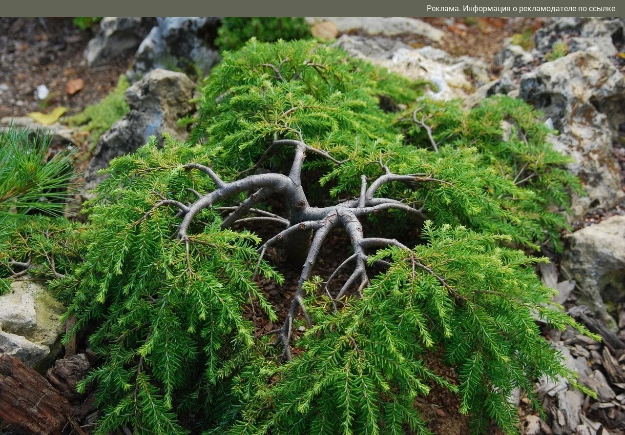Хотите разнообразить хвойную коллекцию? 🌲