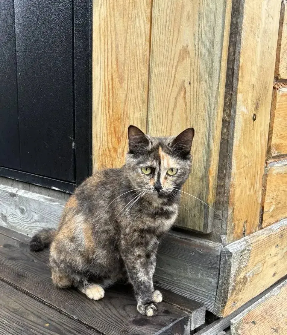 😻 Молодая, ласковая и спокойная кошечка ищет дом! У неё эффектный черепаховый окрас и ...