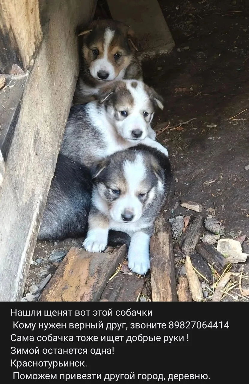 Опубликуйте, пожалуйста