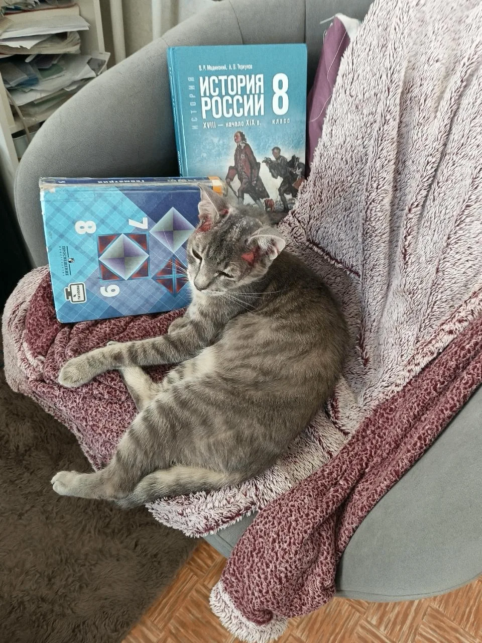 Пропавшего кота-инвалида Тихона нашли, сообщила телеканалу N1 хозяйка хвостатого.