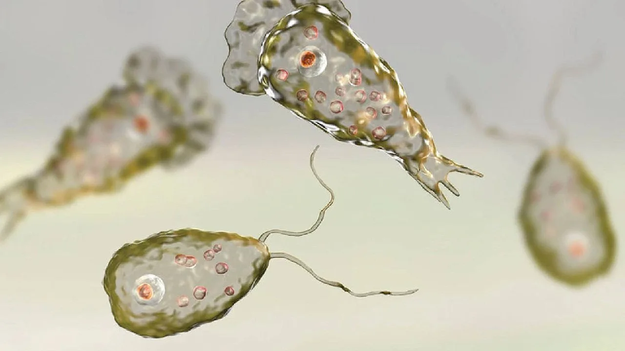🦠 Амёба Неглерия Фоулера может появиться в российских водоёмах из-за потепления