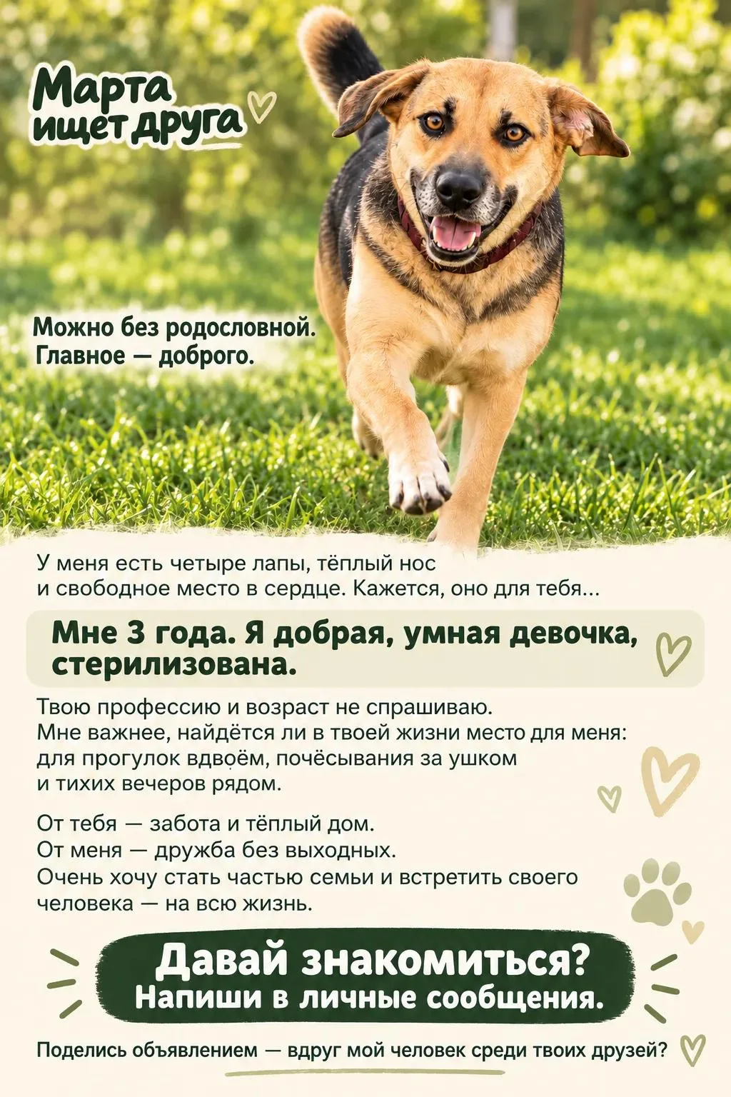 🐾 Марта ищет друга. Можно без родословной. Главное — доброго.