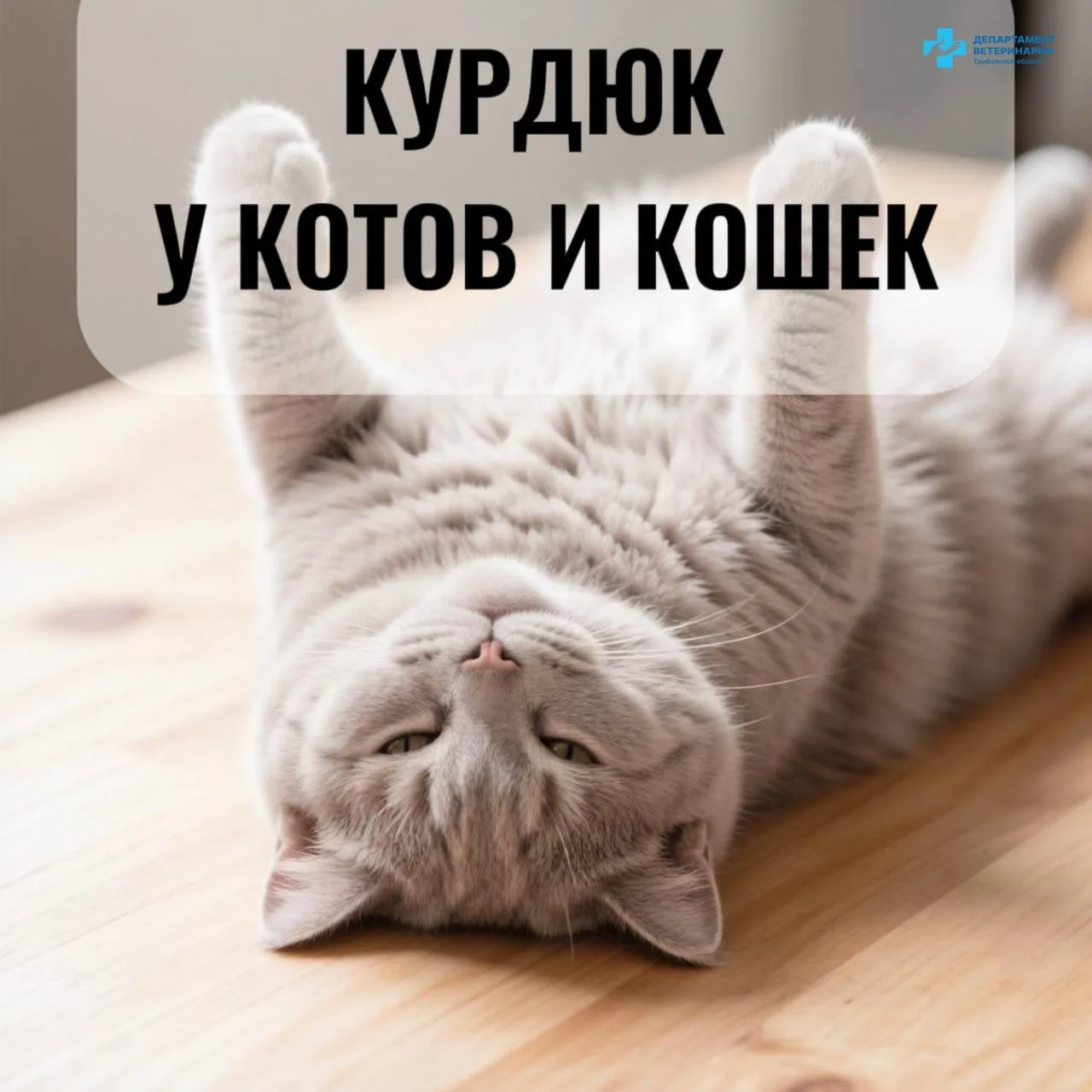 ❓Курдюк у котов и кошек: что это и стоит ли переживать?