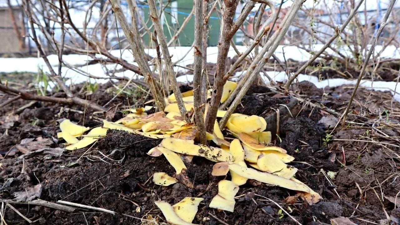 🥔 Чем полезны картофельные очистки для ягодных кустарников