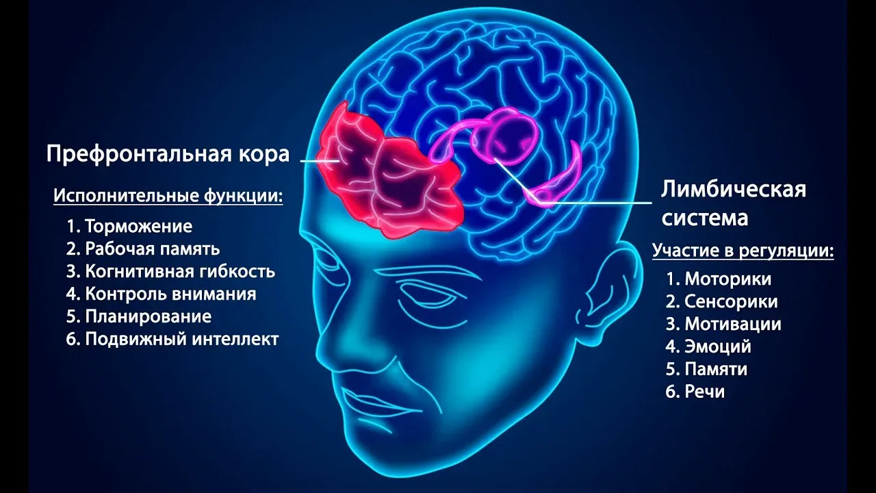 Зона мозга, которая позволяет нам контролировать себя, - это прежде всего префронтальна...