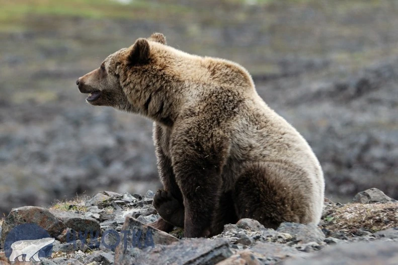 🐻 Бурый медведь в округе напал на рыбака и отобрал улов, сообщает ИА "Чукотка"