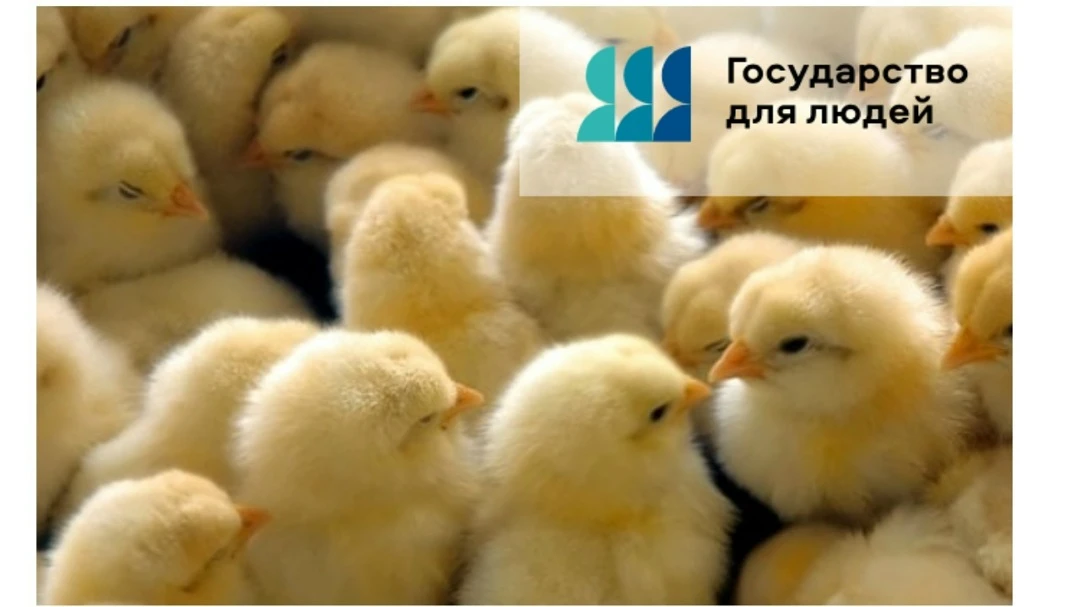 📌На портале предоставления мер финансовой государственной поддержки (https://promote.b...