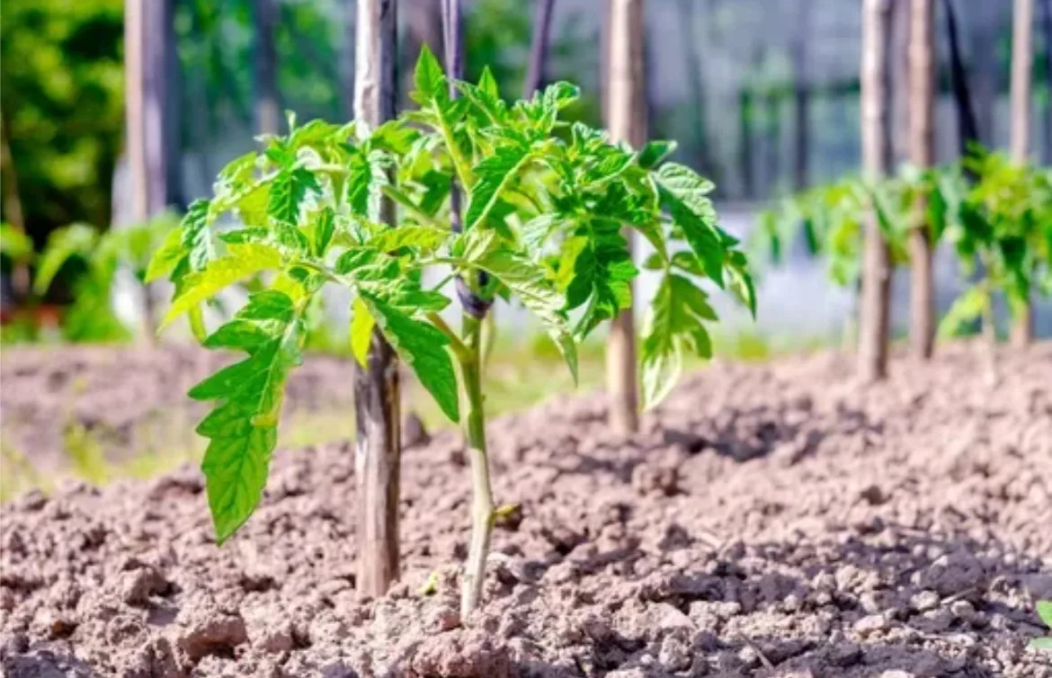 🍅 ТОМАТЫ ЗАМЕРЛИ? 4 ШАГА, ЧТОБЫ РАСКАЧАТЬ

Высадили рассаду, а она стоит как вкопанная — не растёт,
